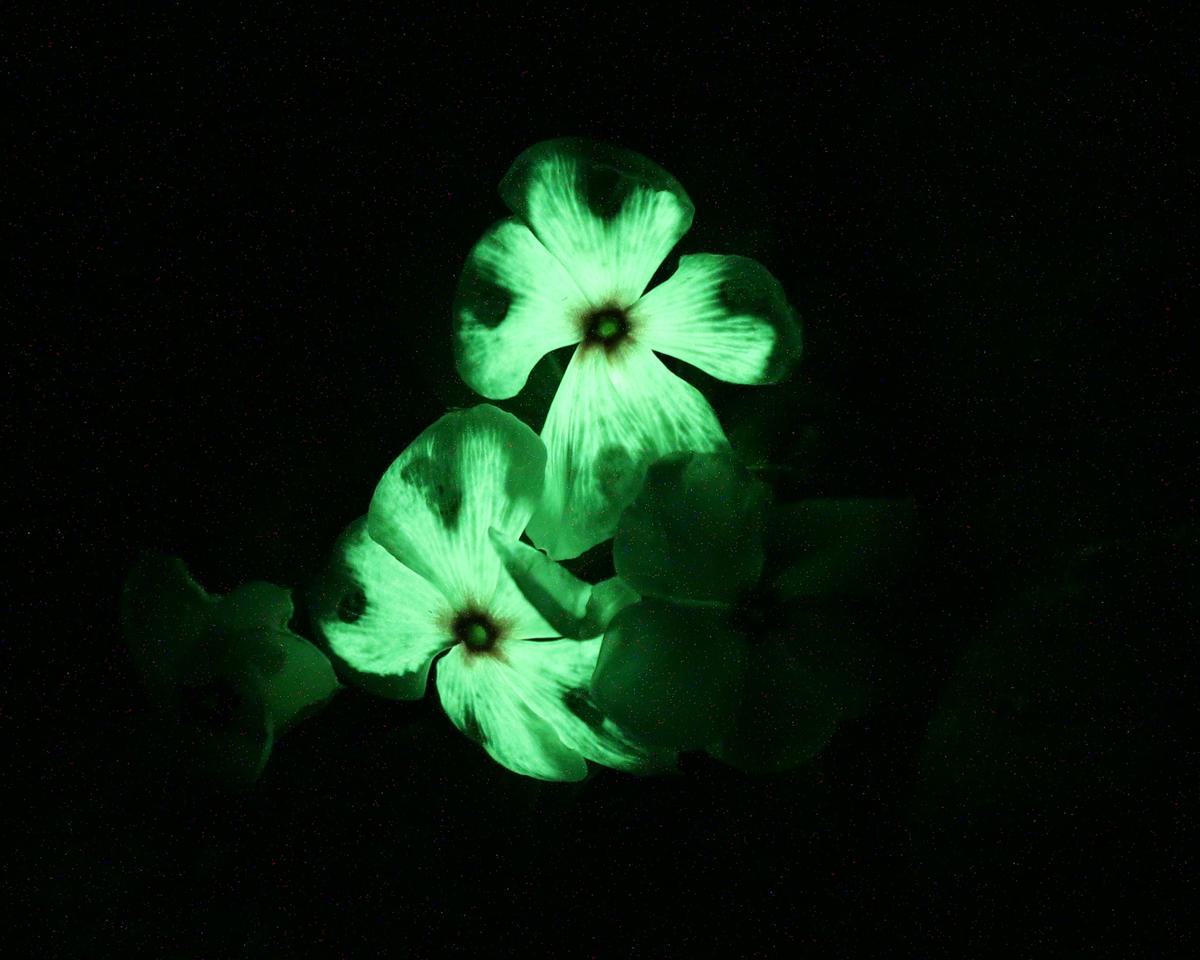 Auto-luminescent luciferase-based reporter in plant